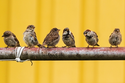 Vrabci domácí na schůzi