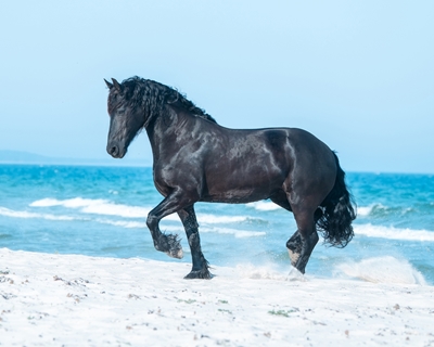 Retrato do cavalo