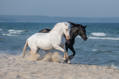 Hästar - yin och yang