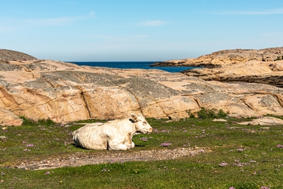 Cow by the sea