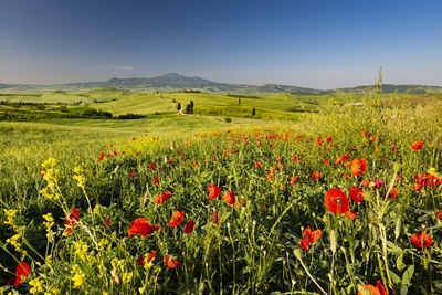 Primavera en la Toscana