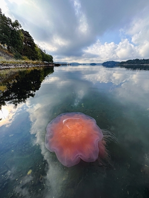 West Coast Jellyfish