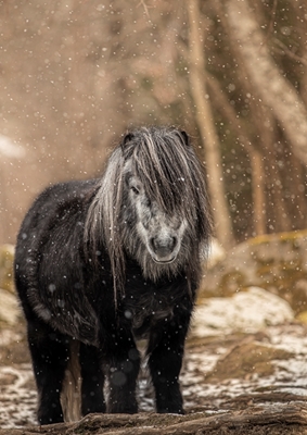 Pony with snowflakes