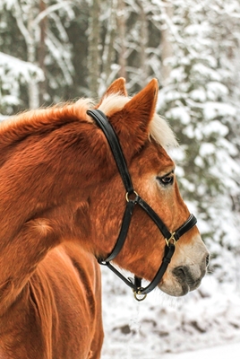 Häst i vintermiljö