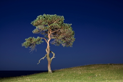 Loney tree at night