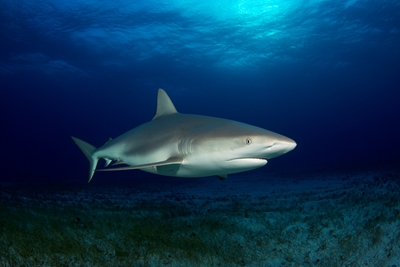 Žralok karibský útesový