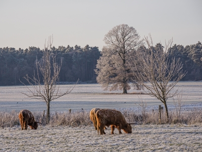 Køer på græs om vinteren