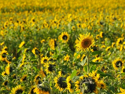 Sonnenblumen im Münsterland