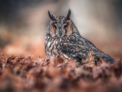 Long-eared owl in autumn leave