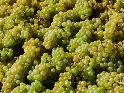 grapes in germany