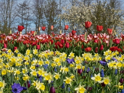 Tulipánový květ v Holandsku