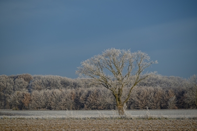 frost im Münsterland