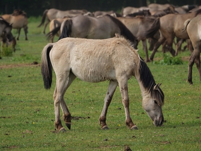 wild horses in westphalia