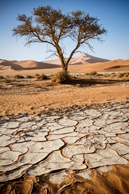 Ørken landskab
