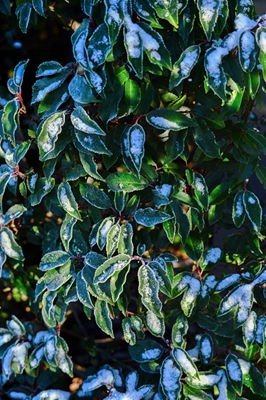 Vintergröna blad