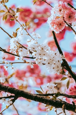Spring blossom 1