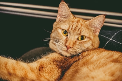 Oranžová kočka domácí