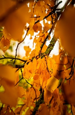 Autumn leaf