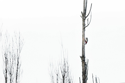 Strakapoud velký na mrtvém stromě