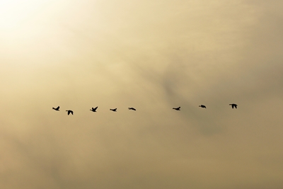 Greylag geese in flight