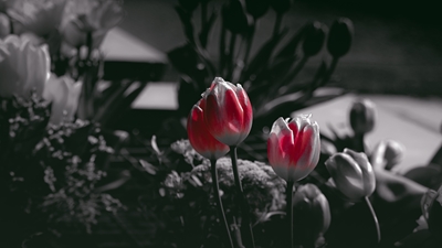 Tulipano Rosso