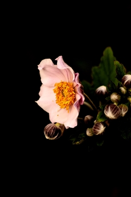 Fiore rosa di basso profilo