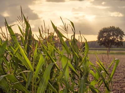 sundown at a corn field