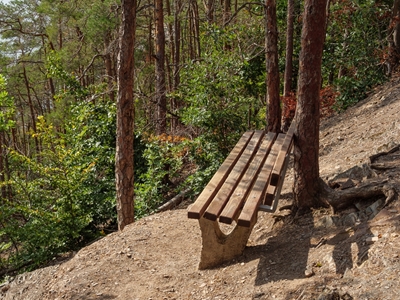 bench in  the forest