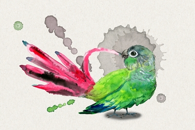 Børstning af grønkindede parakit