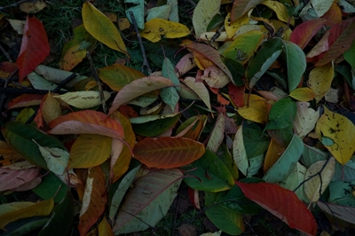 Höstens färger