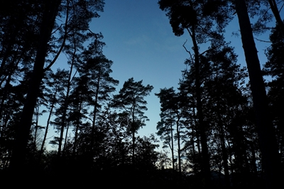 Het silhouet van het bos 