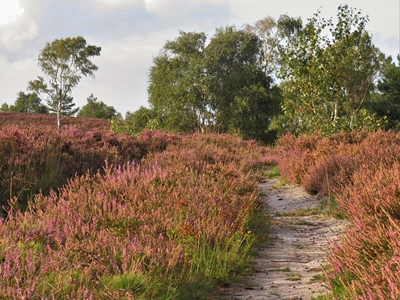 Hiking trail in the heath