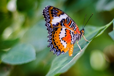 Papillon Bali
