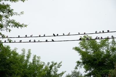 Vögel in einer Reihe