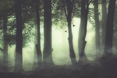 Brouillard matinal dans la forêt
