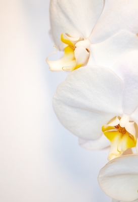 Fundo branco da orquídea branca