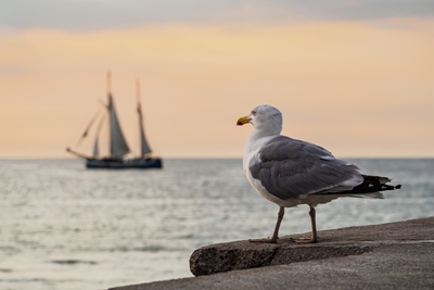 Sailing ship and seagull