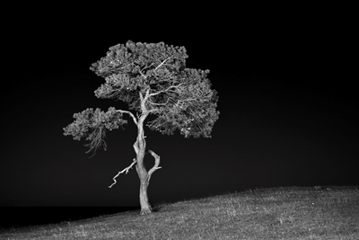 Der Baum bei Nacht