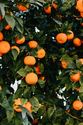 Spanische Orangen 