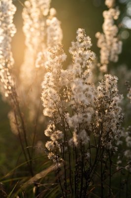 Withered flowers in soft light