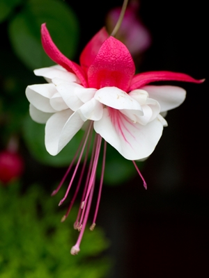 Fuchsia fleuri