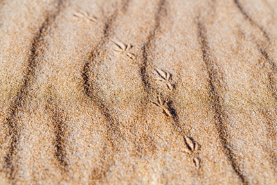 Voetafdruk van vogel in zand
