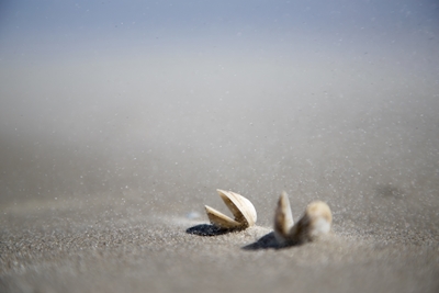 Strand | Schelpen in het zand 