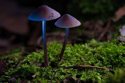 two small mushrooms on moss 