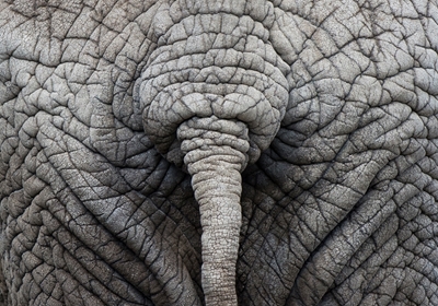 Elephant butt