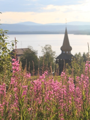 The church and the fireweed