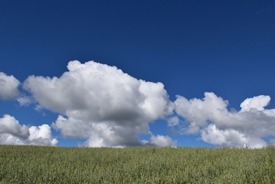 An oat field in summer