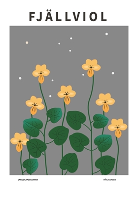 Viola di montagna, fiore di Härjedalen