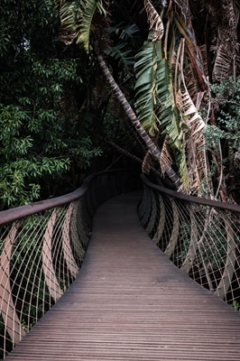 path into the jungle