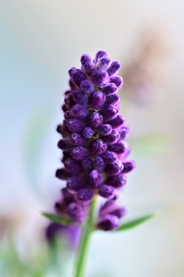 Lavendelbloesem als close-up